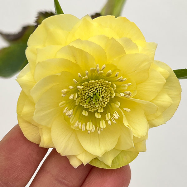 細川さんのクリスマスローズ：ダブル26-33／4号ポット【現品販売】