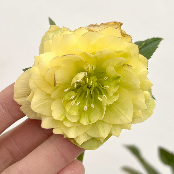 細川さんのクリスマスローズ：ダブル26-33／4号ポット【現品販売】