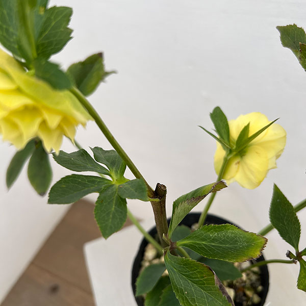 細川さんのクリスマスローズ：ダブル26-33／4号ポット【現品販売】