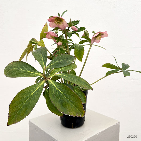 細川さんのクリスマスローズ：シングル26-34／4号ポット【現品販売】