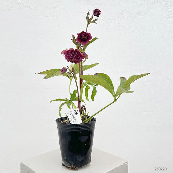 細川さんのクリスマスローズ：ダブル26-35／4号ポット【現品販売】