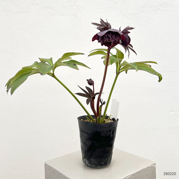 細川さんのクリスマスローズ：ダブル26-36／4号ポット【現品販売】