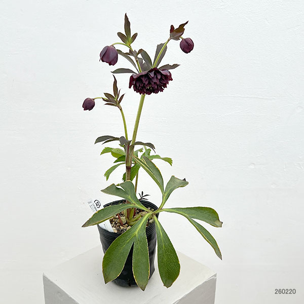 細川さんのクリスマスローズ：ダブル26-37／4号ポット【現品販売】