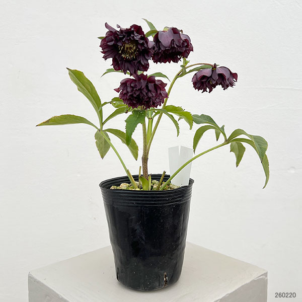 細川さんのクリスマスローズ：ダブル26-38／4号ポット【現品販売】