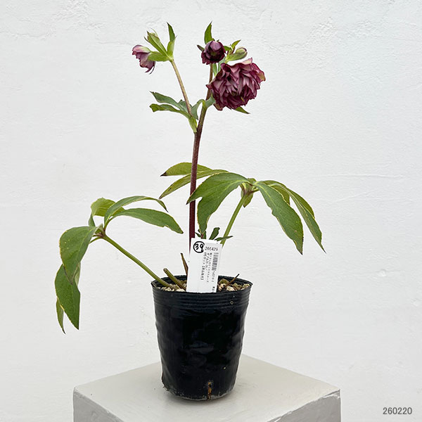 細川さんのクリスマスローズ：ダブル26-39／4号ポット【現品販売】