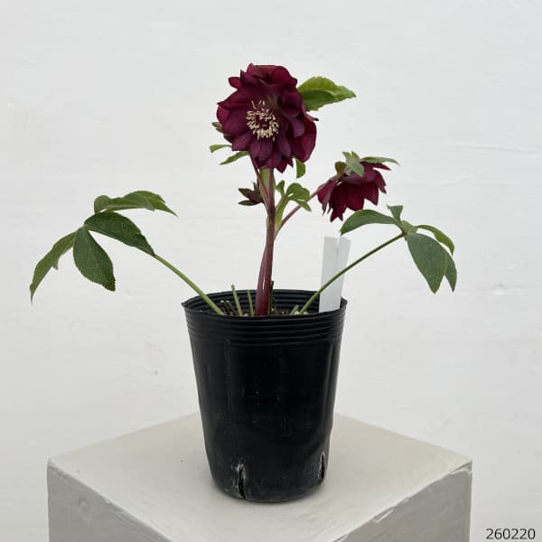 細川さんのクリスマスローズ：ダブル26-41／4号ポット【現品販売】