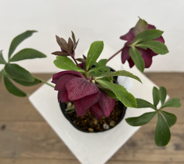 細川さんのクリスマスローズ:ダブル26-41/4号ポット【現品販売】(咲き進み~開花終了株)