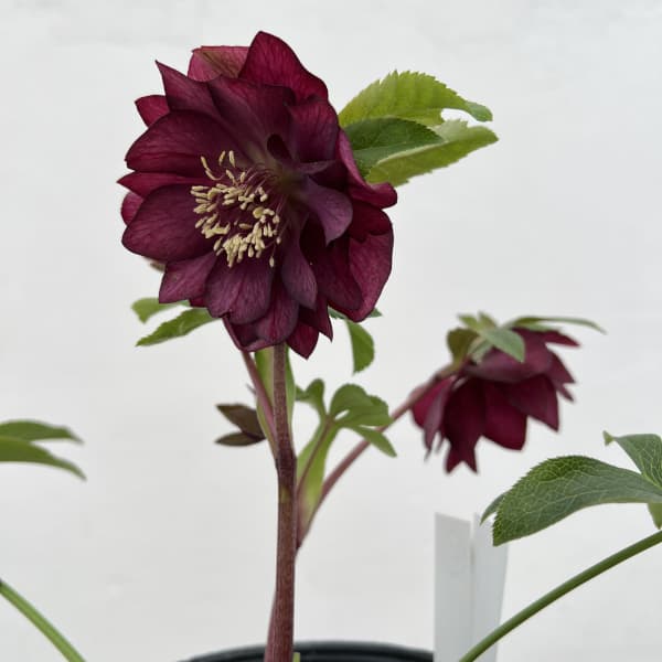 細川さんのクリスマスローズ:ダブル26-41/4号ポット【現品販売】(咲き進み~開花終了株)