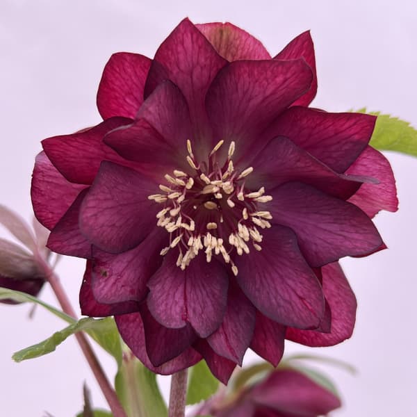 細川さんのクリスマスローズ:ダブル26-41/4号ポット【現品販売】(咲き進み~開花終了株)