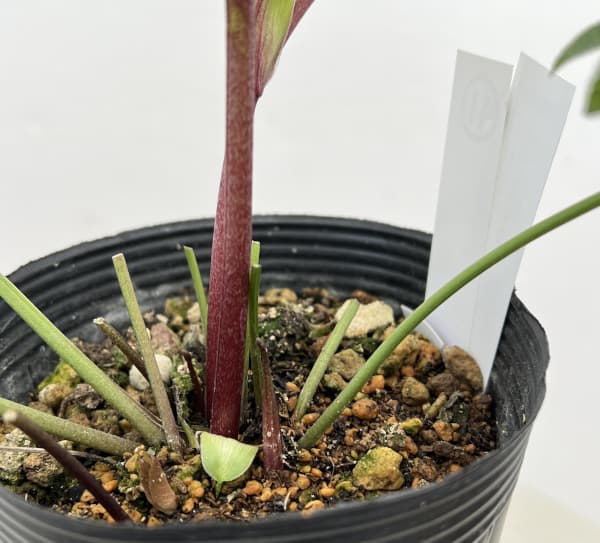 細川さんのクリスマスローズ:ダブル26-41/4号ポット【現品販売】(咲き進み~開花終了株)