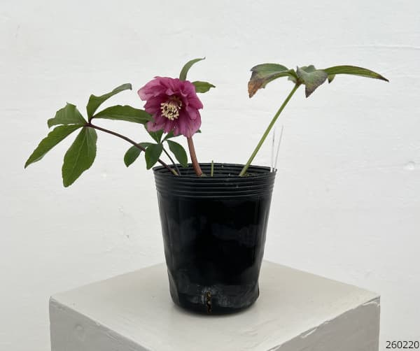 細川さんのクリスマスローズ：ダブル26-42／4号ポット【現品販売】