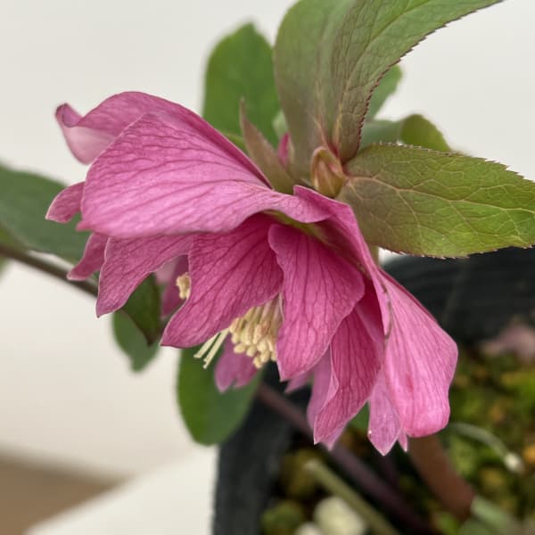 細川さんのクリスマスローズ:ダブル26-42/4号ポット【現品販売】(咲き進み~開花終了株)