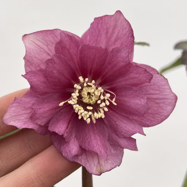 細川さんのクリスマスローズ:ダブル26-42/4号ポット【現品販売】(咲き進み~開花終了株)