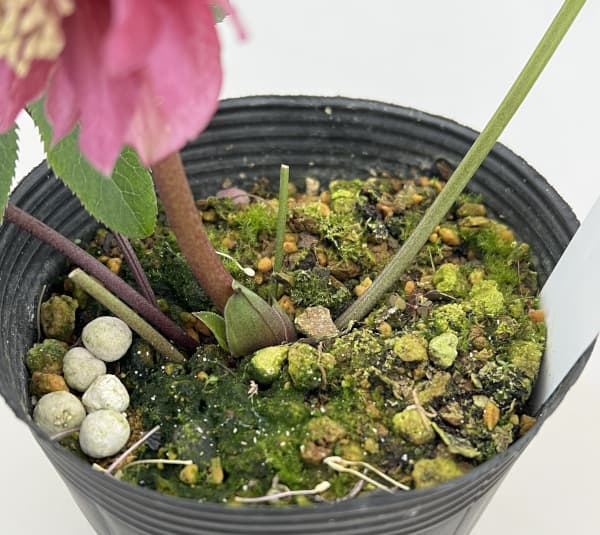 細川さんのクリスマスローズ:ダブル26-42/4号ポット【現品販売】(咲き進み~開花終了株)