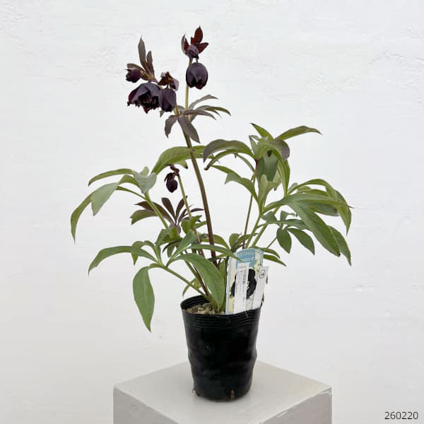 細川さんのクリスマスローズ：ダブル26-44／4号ポット【現品販売】