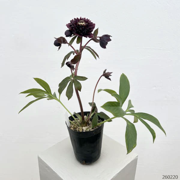 細川さんのクリスマスローズ：ダブル26-45／4号ポット【現品販売】