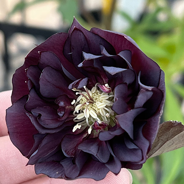 細川さんのクリスマスローズ：ダブル26-46／4号ポット【現品販売】