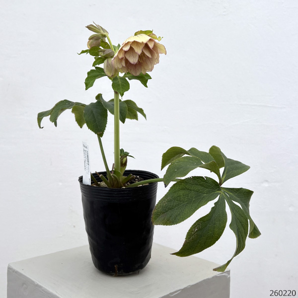 細川さんのクリスマスローズ：ダブル26-50／4号ポット【現品販売】