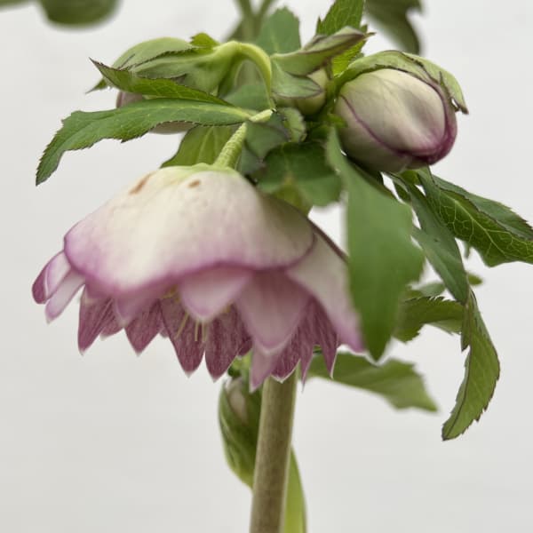 細川さんのクリスマスローズ:ダブル26-51/4号ポット【現品販売】(咲き進み~開花終了株)