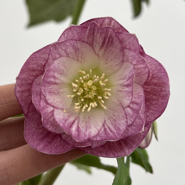 細川さんのクリスマスローズ:ダブル26-51/4号ポット【現品販売】(咲き進み~開花終了株)