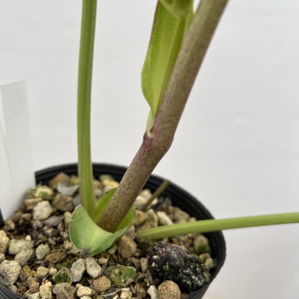 細川さんのクリスマスローズ:ダブル26-51/4号ポット【現品販売】(咲き進み~開花終了株)