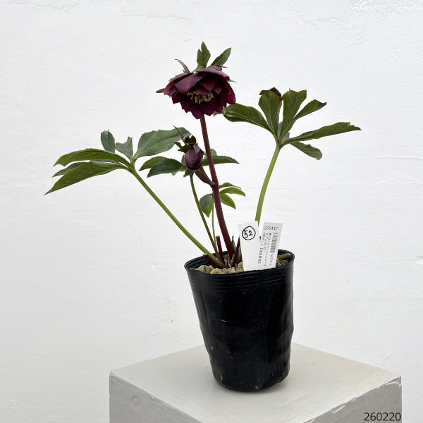 細川さんのクリスマスローズ：ダブル26-52／4号ポット【現品販売】