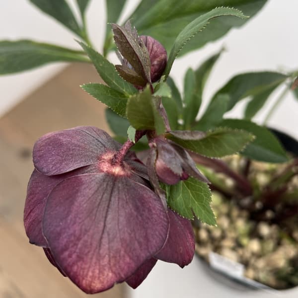 細川さんのクリスマスローズ：ダブル26-52／4号ポット【現品販売】（咲き進み～開花終了株）