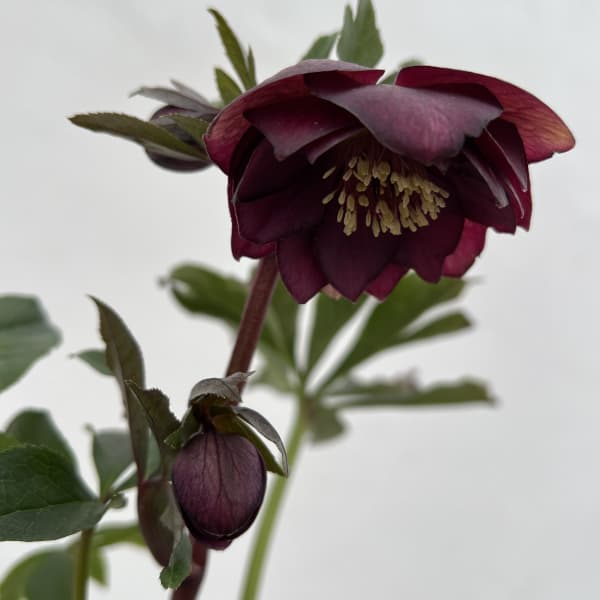 細川さんのクリスマスローズ：ダブル26-52／4号ポット【現品販売】（咲き進み～開花終了株）