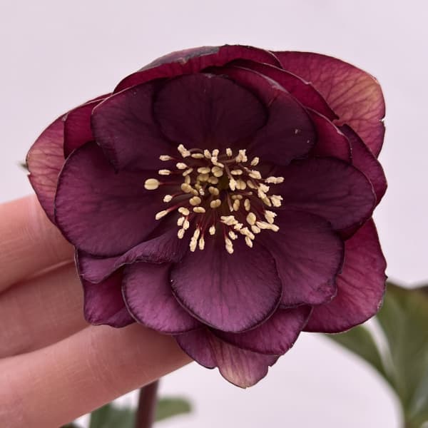 細川さんのクリスマスローズ：ダブル26-52／4号ポット【現品販売】（咲き進み～開花終了株）