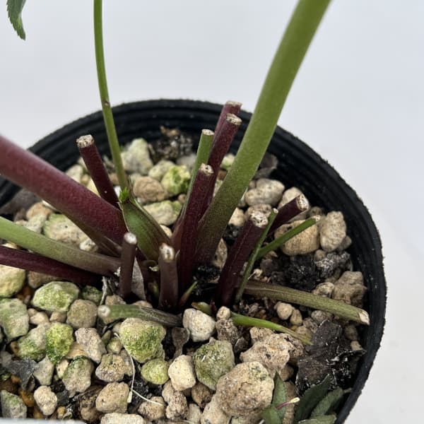 細川さんのクリスマスローズ：ダブル26-52／4号ポット【現品販売】（咲き進み～開花終了株）