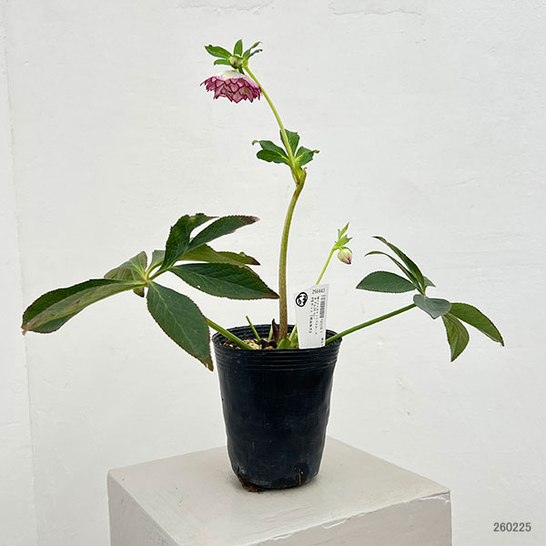 （わけあり特価）細川さんのクリスマスローズ：ダブル26-53／4号ポット【現品販売】