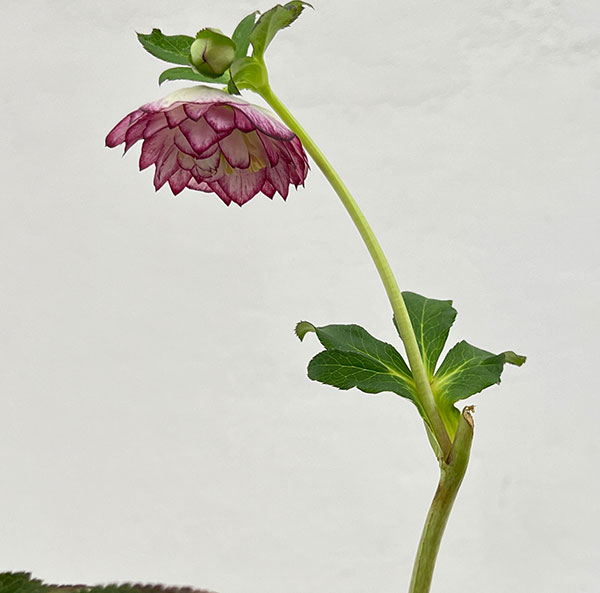 （わけあり特価）細川さんのクリスマスローズ：ダブル26-53／4号ポット【現品販売】