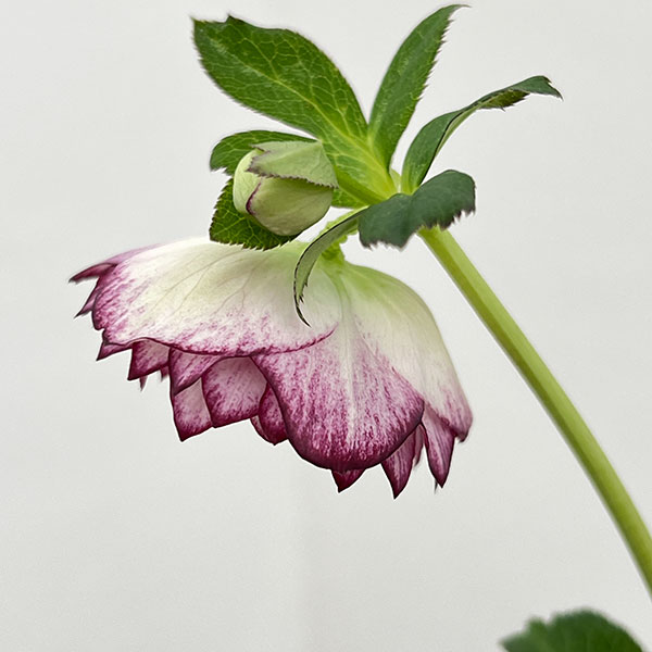 （わけあり特価）細川さんのクリスマスローズ：ダブル26-53／4号ポット【現品販売】