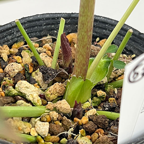 （わけあり特価）細川さんのクリスマスローズ：ダブル26-53／4号ポット【現品販売】