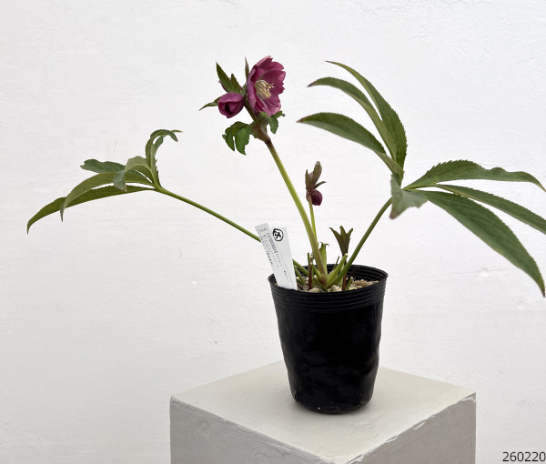 細川さんのクリスマスローズ：ダブル26-54／4号ポット【現品販売】