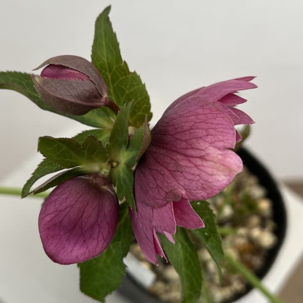 細川さんのクリスマスローズ:ダブル26-54/4号ポット【現品販売】(咲き進み~開花終了株)