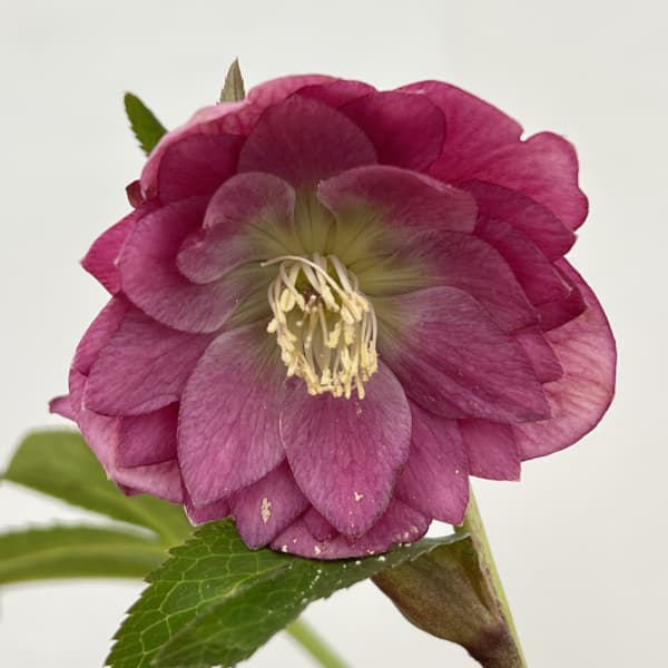 細川さんのクリスマスローズ:ダブル26-54/4号ポット【現品販売】(咲き進み~開花終了株)