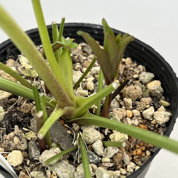 細川さんのクリスマスローズ:ダブル26-54/4号ポット【現品販売】(咲き進み~開花終了株)