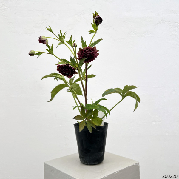 細川さんのクリスマスローズ：ダブル26-56／4号ポット【現品販売】