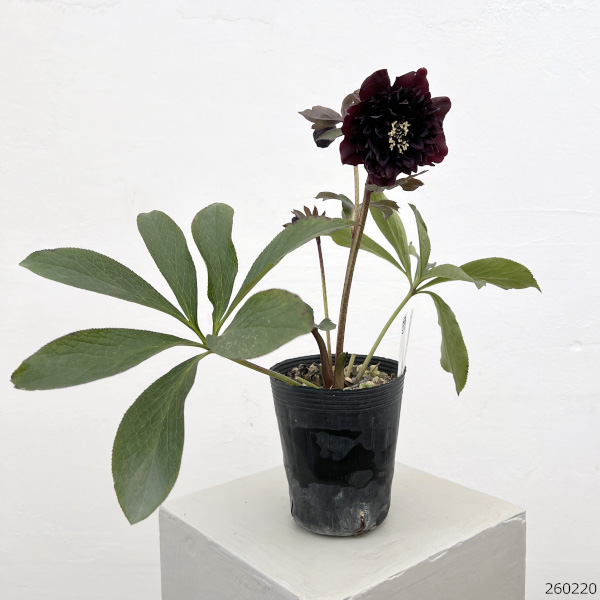 細川さんのクリスマスローズ：ダブル26-57／4号ポット【現品販売】