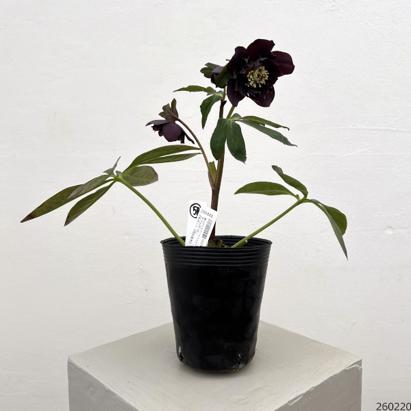 細川さんのクリスマスローズ：ダブル26-58／4号ポット【現品販売】