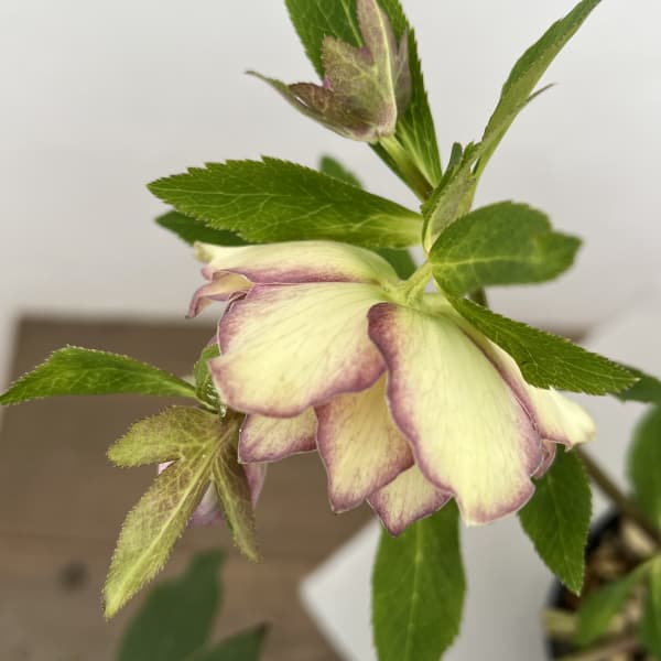 細川さんのクリスマスローズ:ダブル26-59/4号ポット【現品販売】(咲き進み~開花終了株)