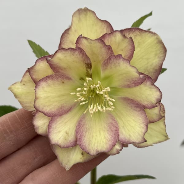 細川さんのクリスマスローズ:ダブル26-59/4号ポット【現品販売】(咲き進み~開花終了株)