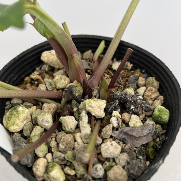 細川さんのクリスマスローズ:ダブル26-59/4号ポット【現品販売】(咲き進み~開花終了株)