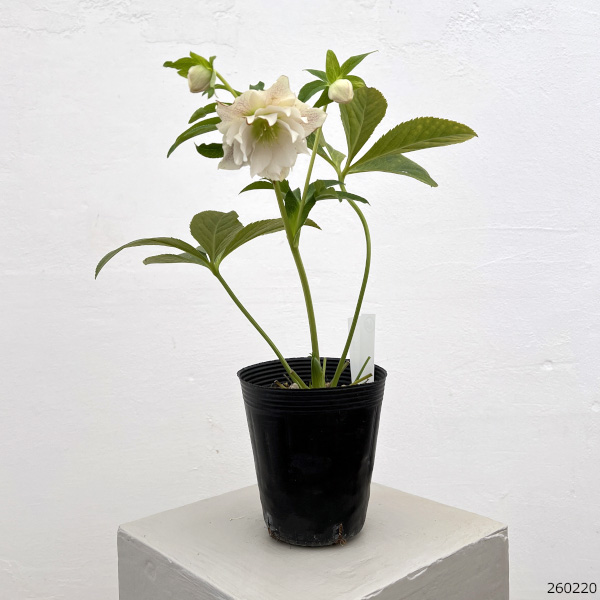 細川さんのクリスマスローズ：ダブル26-60／4号ポット【現品販売】