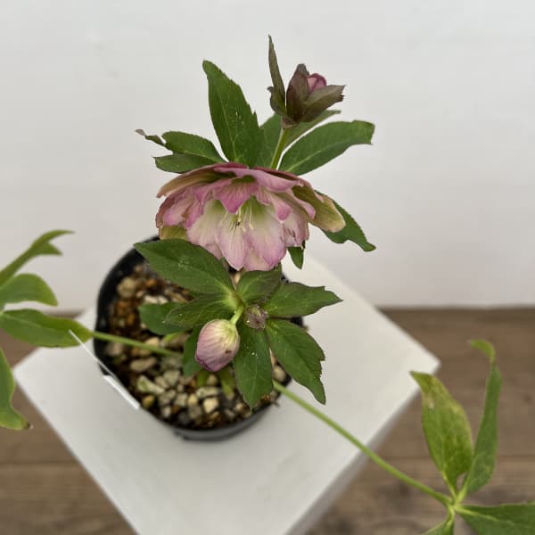 細川さんのクリスマスローズ：ダブル26-61／4号ポット【現品販売】（咲き進み～開花終了株）