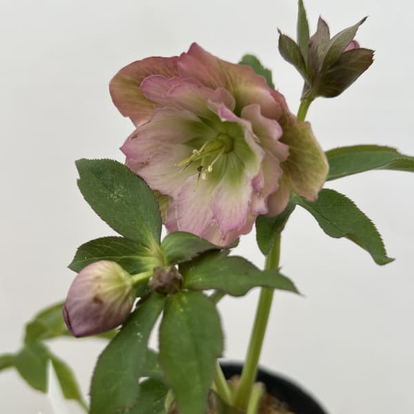 細川さんのクリスマスローズ：ダブル26-61／4号ポット【現品販売】（咲き進み～開花終了株）