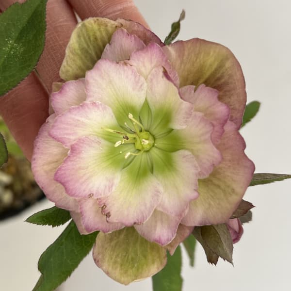 細川さんのクリスマスローズ：ダブル26-61／4号ポット【現品販売】（咲き進み～開花終了株）