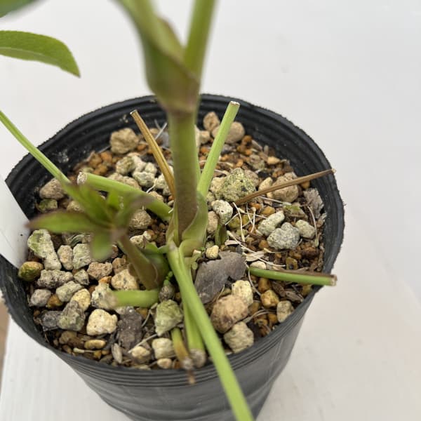 細川さんのクリスマスローズ：ダブル26-61／4号ポット【現品販売】（咲き進み～開花終了株）