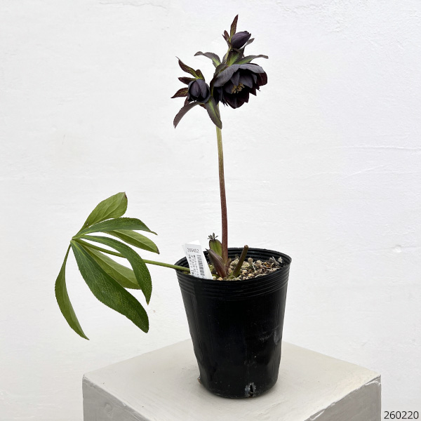 細川さんのクリスマスローズ：ダブル26-62／4号ポット【現品販売】